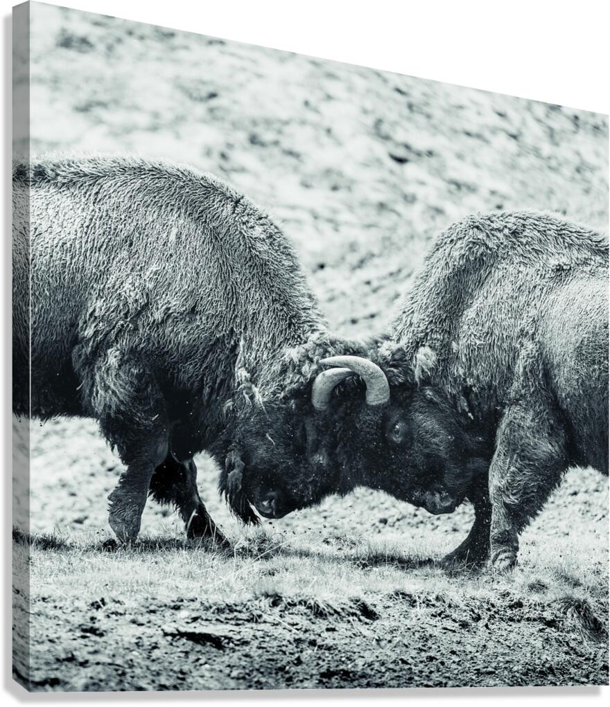 Battle for Hayden Valley B&W Canvas Print