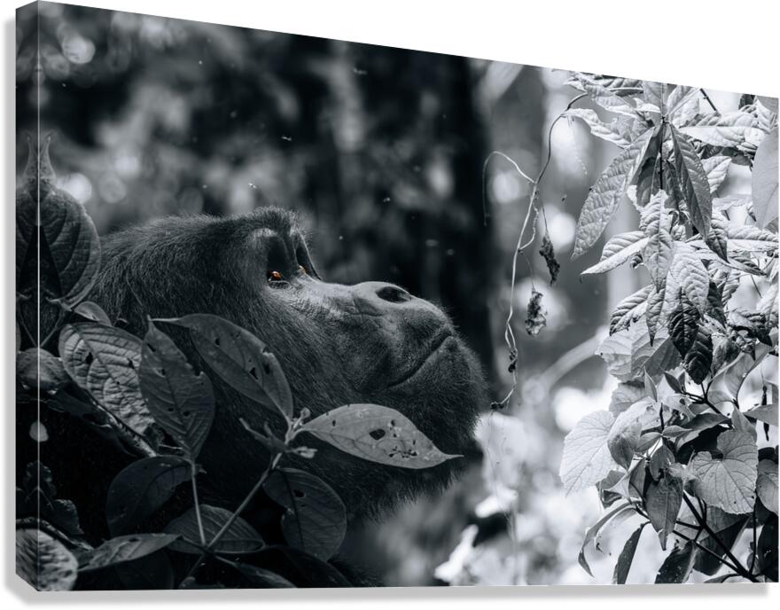 Lookin to the Sky B&W Canvas Print