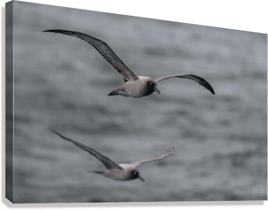 Jessica Albatross Canvas Print