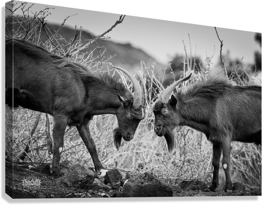 There Can Be Only One Canvas Print