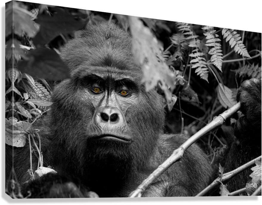 Bahati The Great Canvas Print