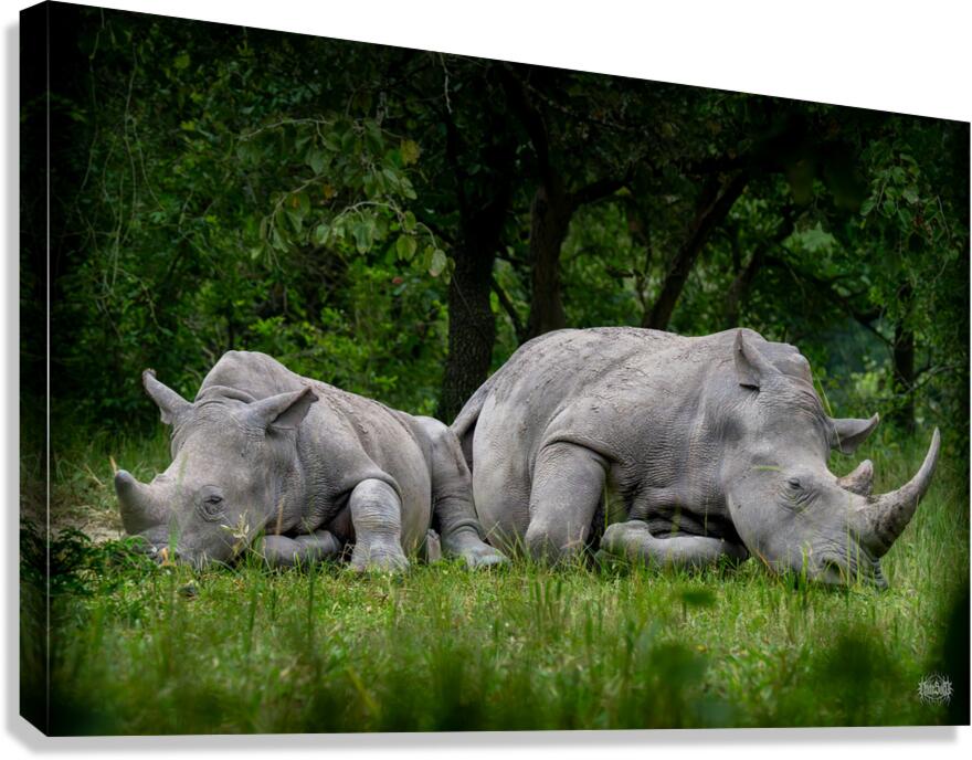 African Siesta Canvas Print