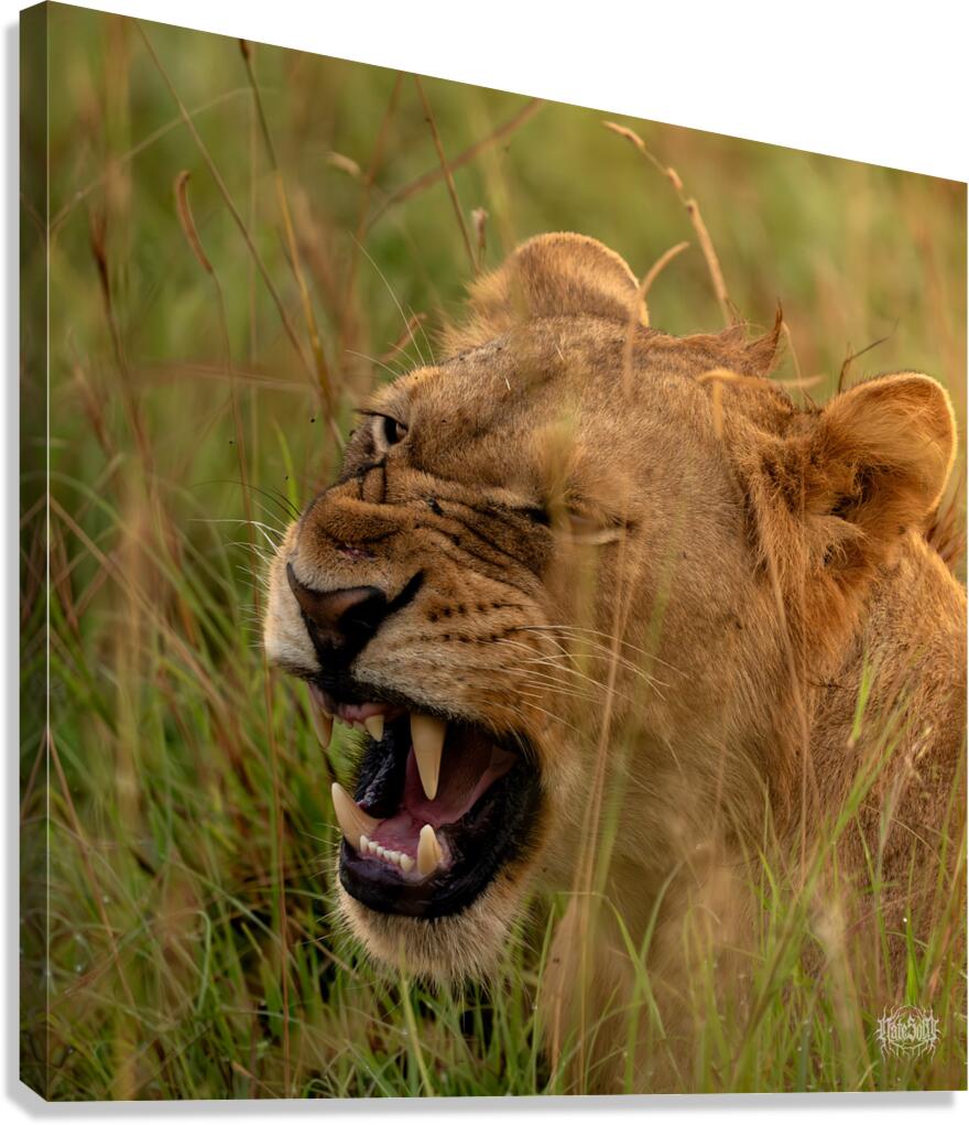 Lion Mode Canvas Print