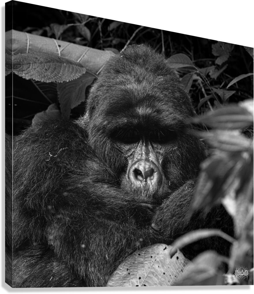 Ragnar of Bwindi Canvas Print