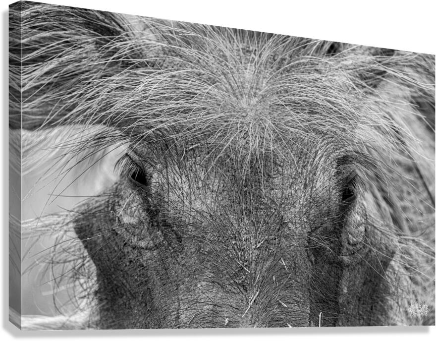 Im Sexy and I Know It Canvas Print