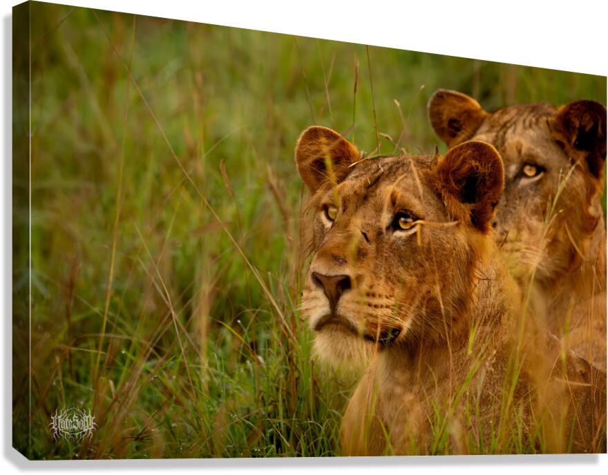 Lion Vogue Canvas Print