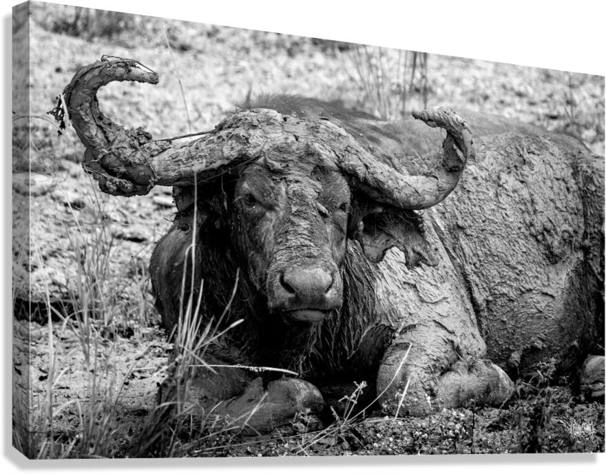 Nothing to See Here Canvas Print