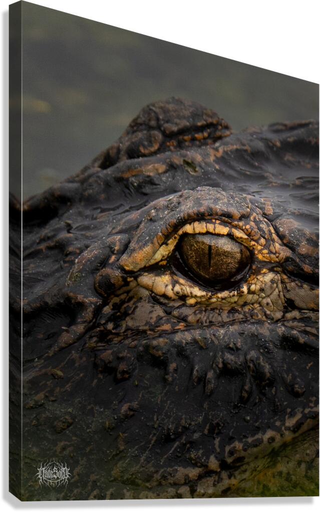 Eye Sly Canvas Print