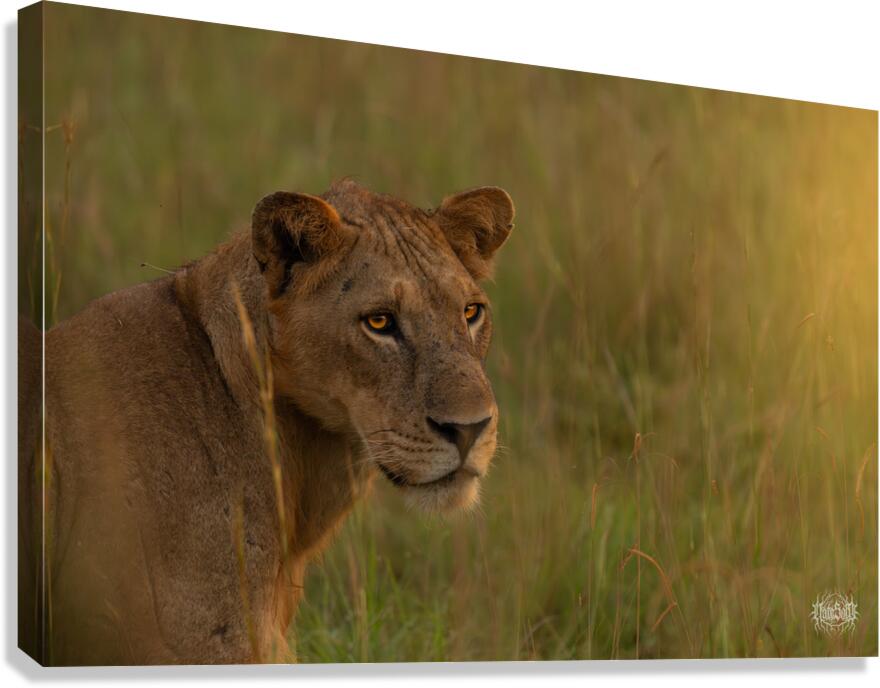 Simba Canvas Print