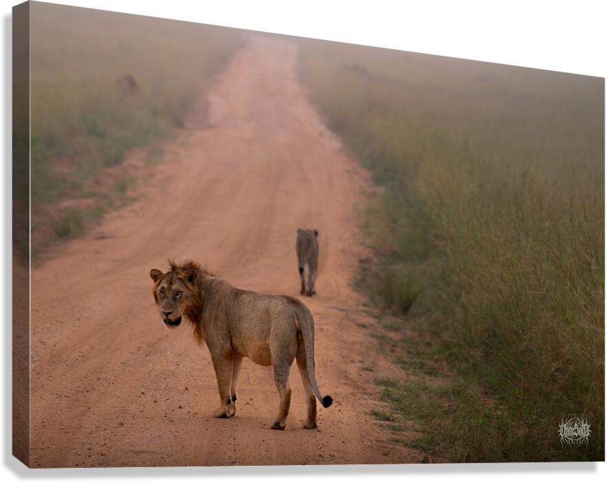 Stray Cat Strut Canvas Print