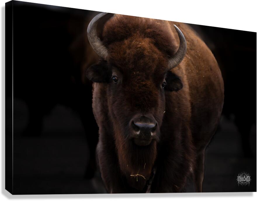 Where I Roam Canvas Print