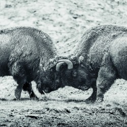 Battle for Hayden Valley B&W