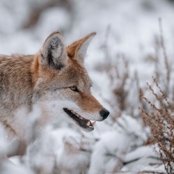 Coyote in Yellowstone