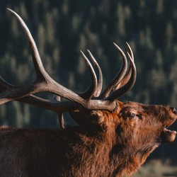 The Rutting of the Elks