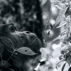 Lookin to the Sky B&W