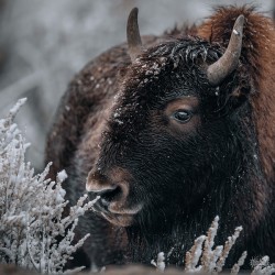 Bison 3 Yellowstone National Park