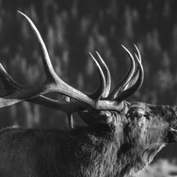 Rutting of the Elks B&W