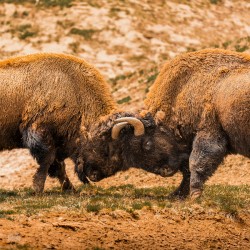 Battle For Hayden Valley