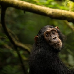 Chimpanzeeva von Berne