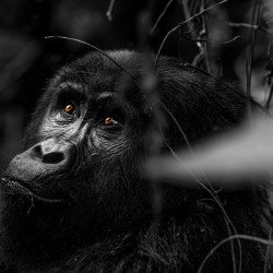 Do You Remember When