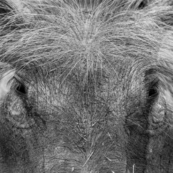 Im Sexy and I Know It