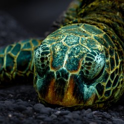 The Hare Can Have It