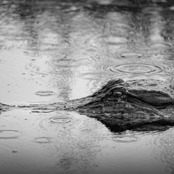 Whos the Real Villian