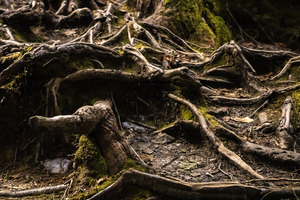 Roots of life 