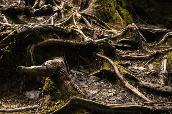Roots of life  by Abstract Life Photography