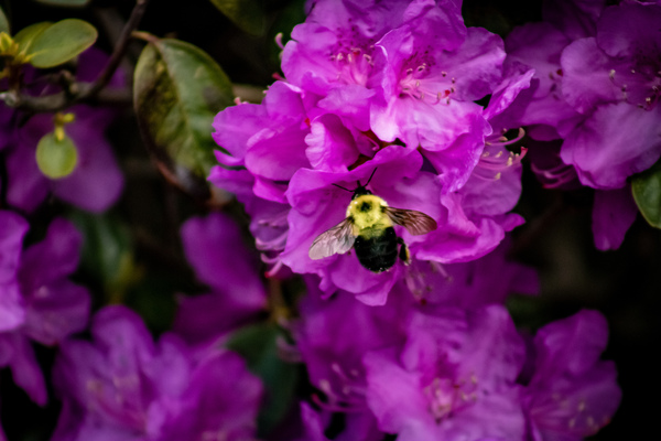Busy bee by Abstract Life Photography
