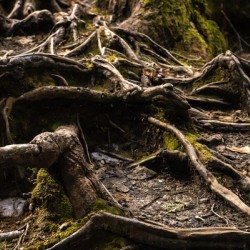 Roots of life 