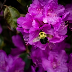 Busy bee