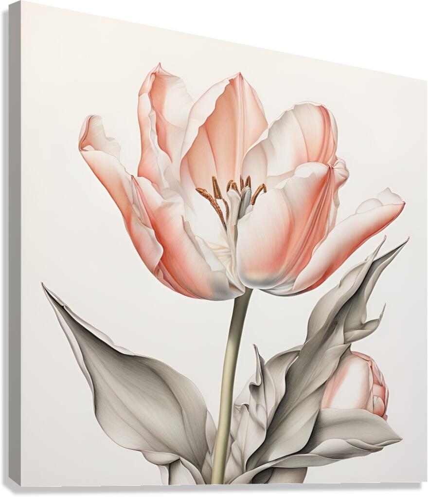 Delicate Pink Tulip in Bloom Canvas Print