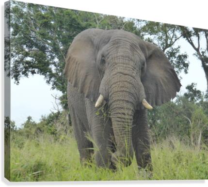 Big Nature Canvas Print