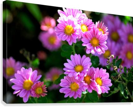 Daisy Bush Canvas Print