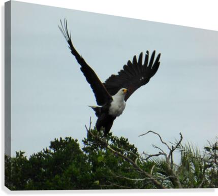 African Fish-Eagle Canvas Print