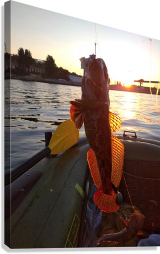 Fish in the evening Canvas Print