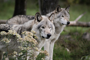 Companionship