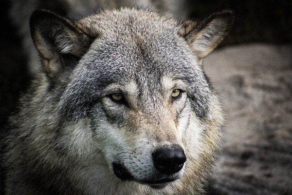 Wolf Print