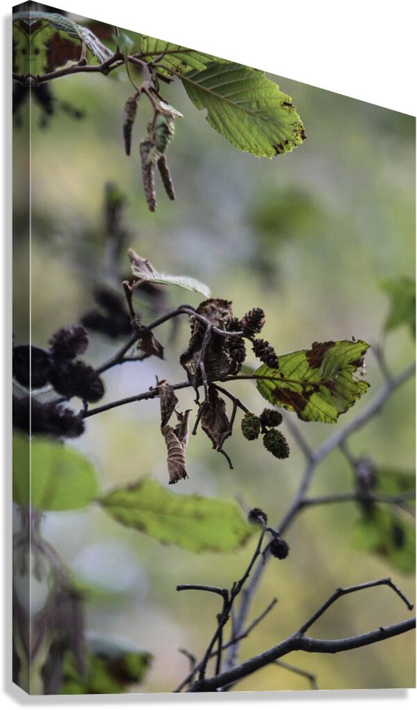 Life Canvas Print