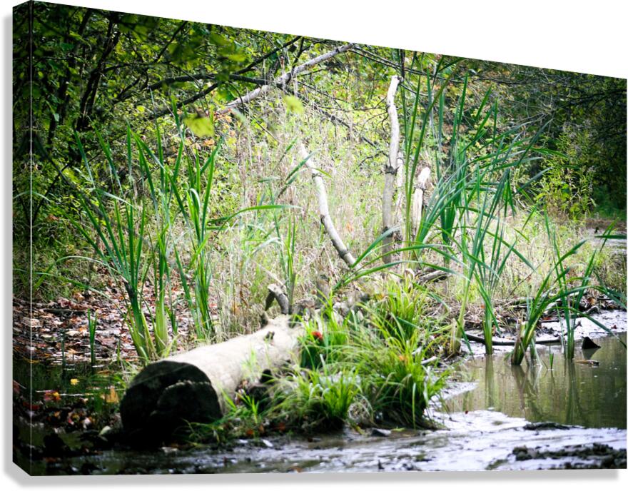 Fallen but not Broken Canvas Print