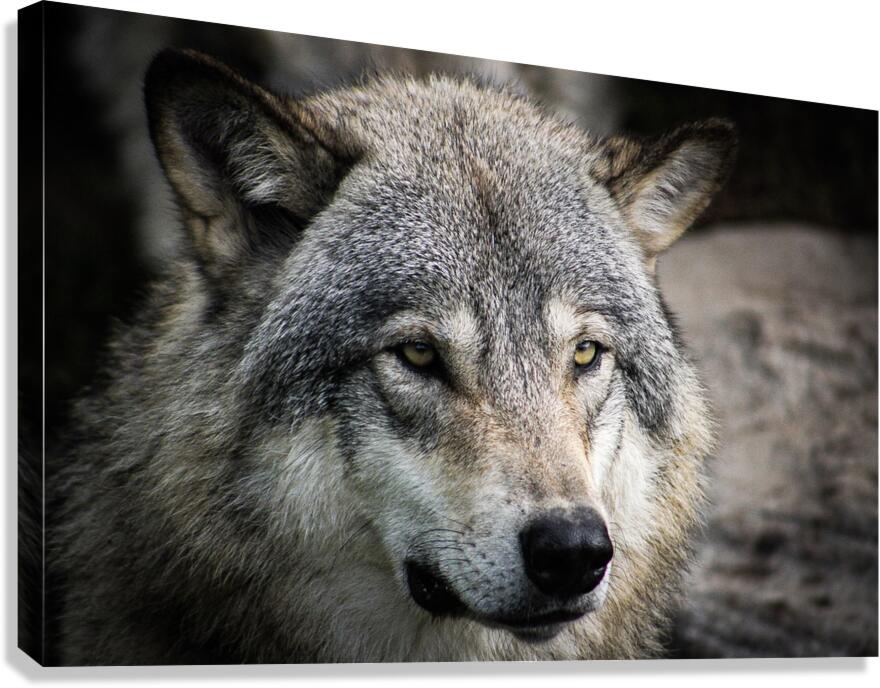 Wolf Canvas Print