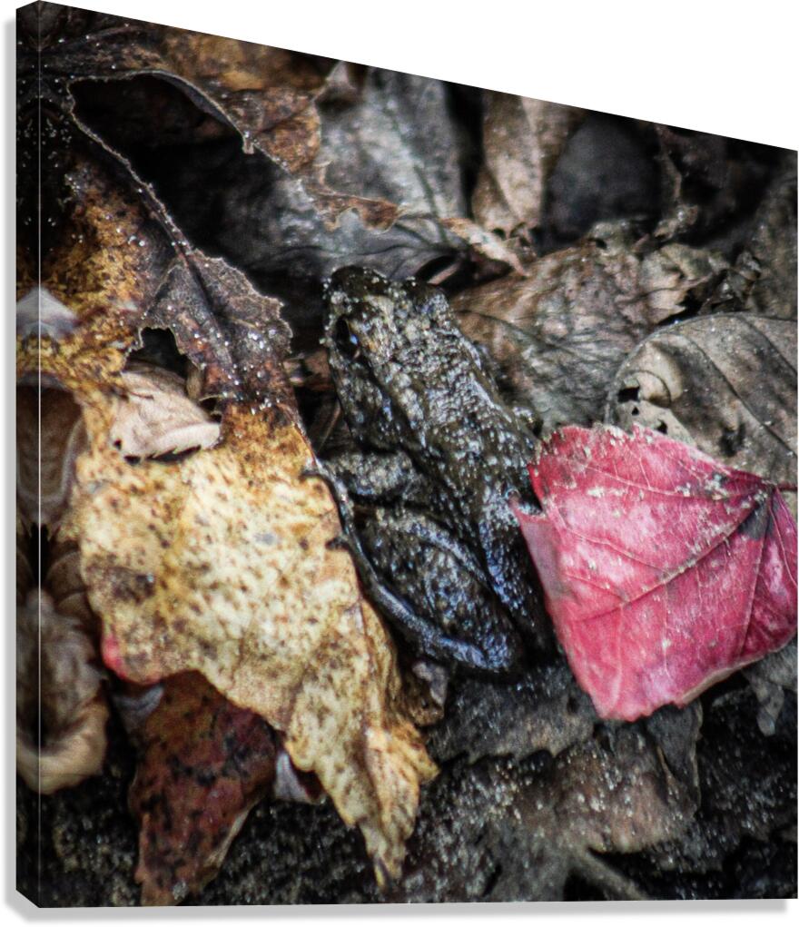 Camouflage Canvas Print