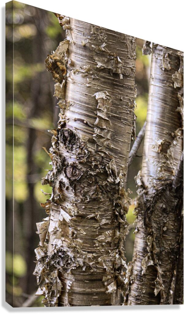Gold Rush 2 Canvas Print