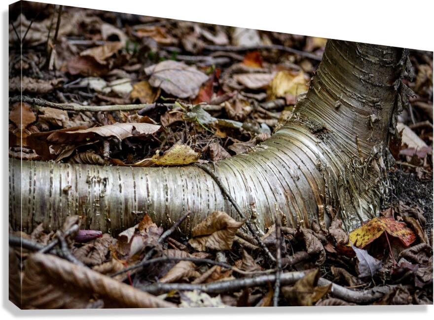 Gold Rush  Canvas Print