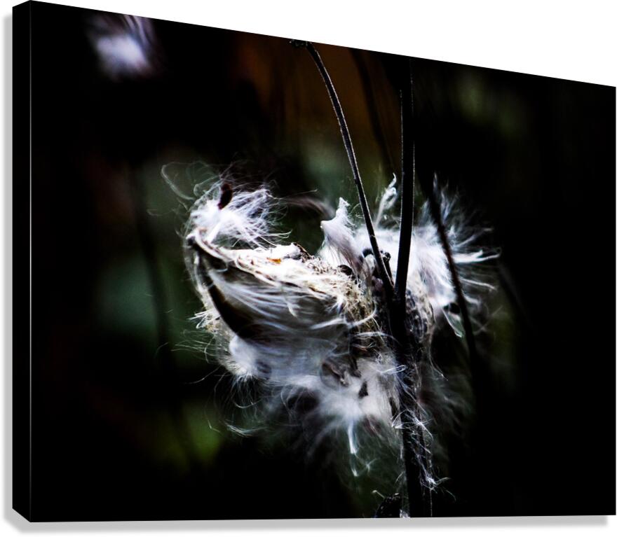 Spread your Wings Canvas Print
