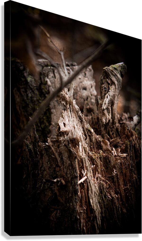Rising from Ashes Canvas Print