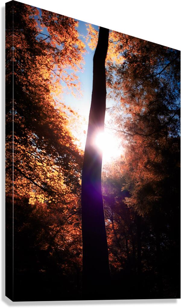 Reaching Up Canvas Print