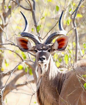 KUDU