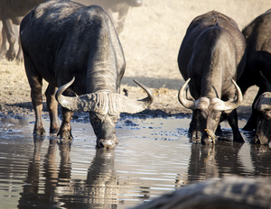 cape buffalo